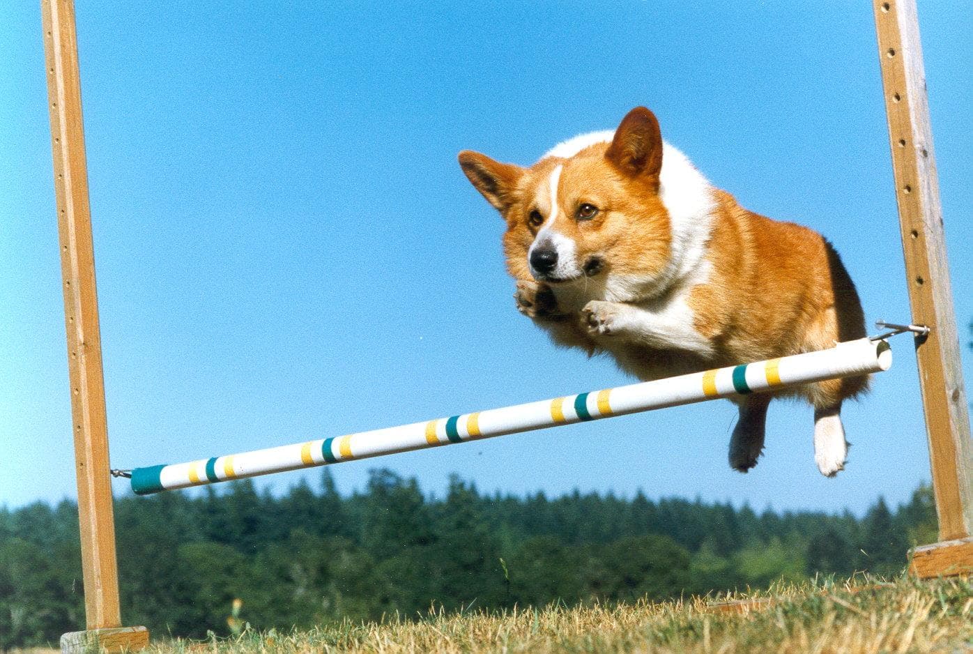 corgi