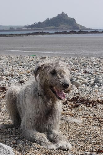 Irish Wolfhound