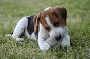 Beagle