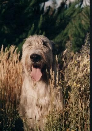 Irish Wolfhound