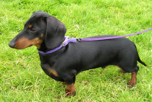 dachshund