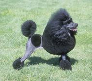 poodle